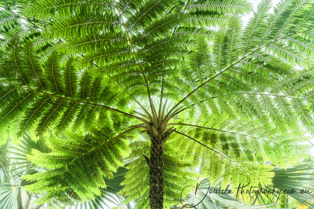 A fern tree in a tropical garden on the coast in New Caledonia